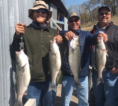 Hybrid Striped Bass, Striped Bass fishing in Pottsboro, Texas