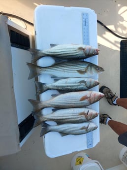 Fishing in Kent Narrows, Maryland