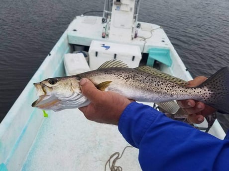 Speckled Trout Fishing in Crystal River, Florida