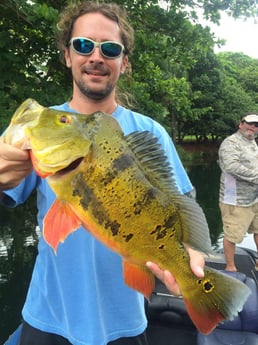 Peacock Bass Fishing in Wellington, Florida