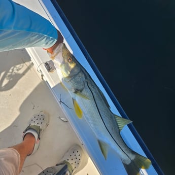 Fishing in Sarasota, Florida