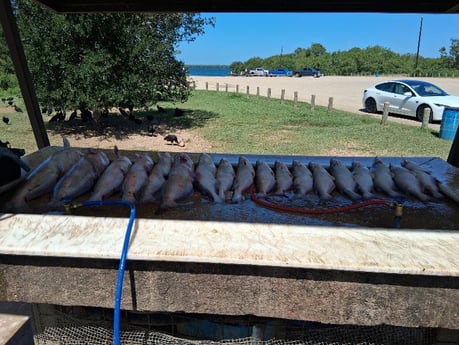 Blue Catfish, Redfish Fishing in