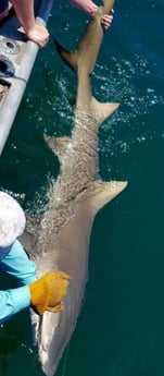 Blacktip Shark Fishing in Clearwater, Florida