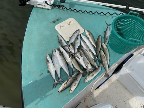 Spanish Mackerel, Speckled Trout / Spotted Seatrout Fishing in Holmes Beach, Florida