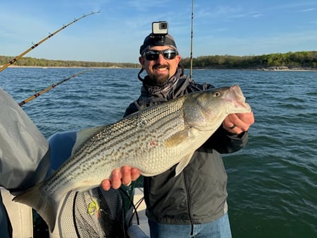 Hybrid Striped Bass Fishing in