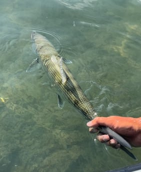 Bonefish, Lane Snapper Fishing in Key West, Florida