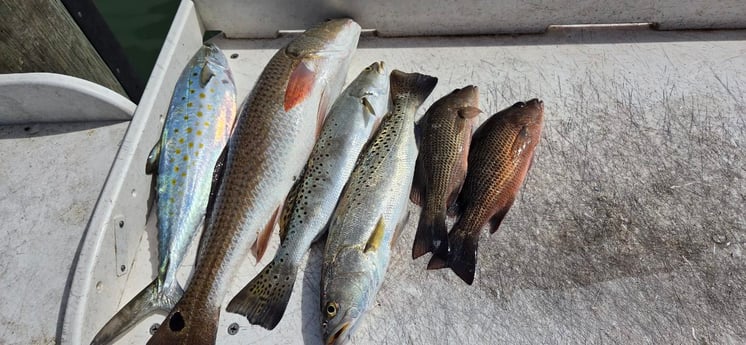 Fishing in Naples, Florida