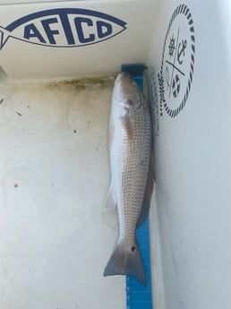 Fishing in Morehead City, North Carolina
