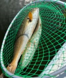 Redfish fishing in Placida, Florida