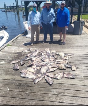 Black Drum, Sheepshead Fishing in Sulphur, Louisiana