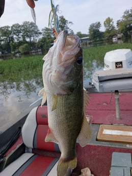 Largemouth Bass Fishing in Holmes Beach, Florida