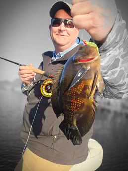 Cichlid Fishing in Pembroke Pines, FL, USA