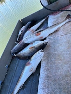 Redfish Fishing in