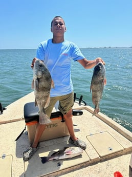 Black Drum Fishing in Port Isabel, Texas