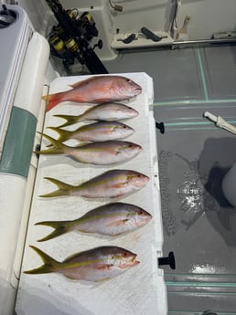 Fishing in Miami, Florida