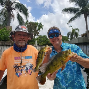 Peacock Bass fishing in Delray Beach, Florida