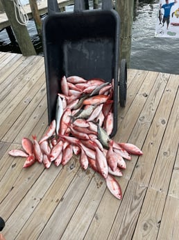 Almaco Jack, Vermillion Snapper, Yellowtail Amberjack Fishing in Pensacola, Florida
