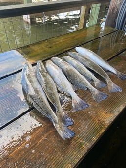 Speckled Trout / Spotted Seatrout fishing in Galveston, Texas