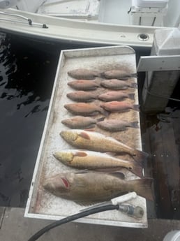 Fishing in Bradenton, Florida