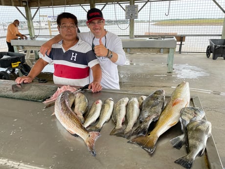 Black Drum, Redfish, Speckled Trout Fishing in Matagorda, Texas