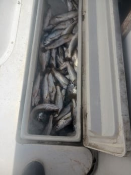 Speckled Trout Fishing in Biloxi, Mississippi