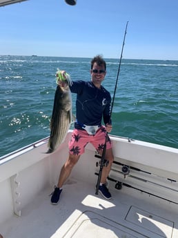 Striped Bass fishing in Montauk, New York