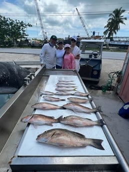 Mangrove Snapper Fishing in Marathon, Florida