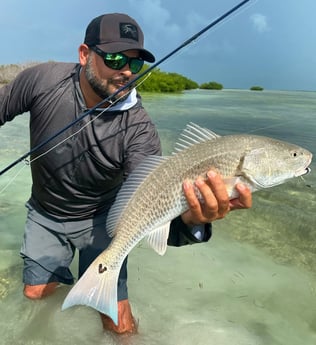 Redfish Fishing in Tavernier, Florida