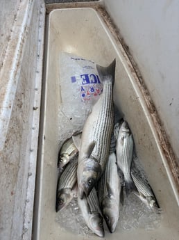 Fishing in Tow, Texas
