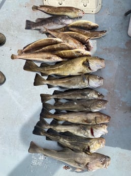 Fishing in Montauk, New York