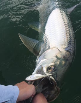 Tarpon fishing in Summerland Key, Florida