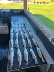 Speckled Trout Fishing in Boothville-Venice, Louisiana