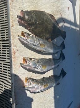 Fishing in South Padre Island, Texas