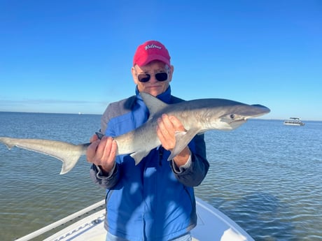 Bonnethead Shark Fishing in Tampa, Florida
