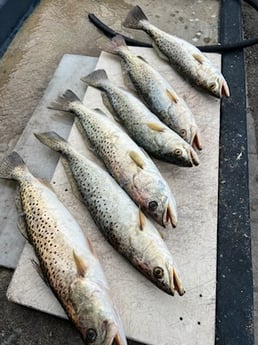 Fishing in Trinity, Florida
