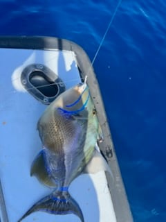 Fishing in Wellington, Florida