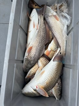 Fishing in Ingleside, Texas