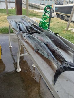 Fishing in Jacksonville, Florida