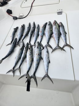 Fishing in Pensacola, Florida