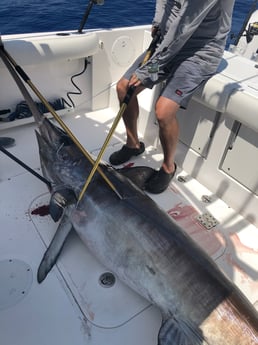 Fishing in Islamorada, Florida