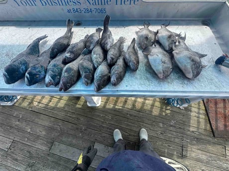 Black Seabass, Triggerfish Fishing in Mount Pleasant, South Carolina