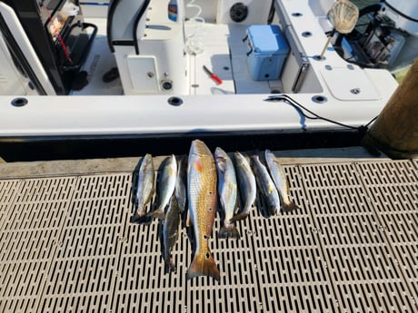 Redfish, Speckled Trout Fishing in Gulf Shores, Alabama