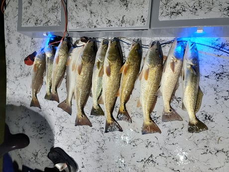 Redfish, Speckled Trout Fishing in Rio Hondo, Texas