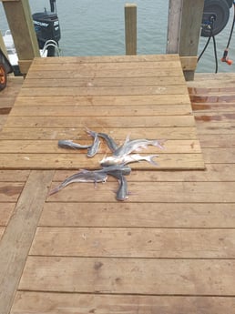 Fishing in Corpus Christi, Texas