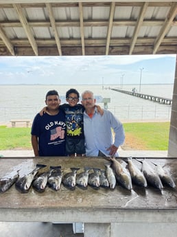 Black Drum, Redfish, Speckled Trout / Spotted Seatrout Fishing in Palacios, Texas