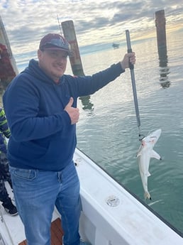 Blacktip Shark Fishing in Dauphin Island, Alabama