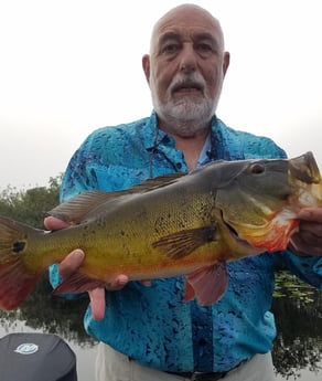 Peacock Bass fishing in Fort Lauderdale, Florida