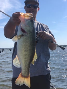 Largemouth Bass fishing in Lake Fork, Texas