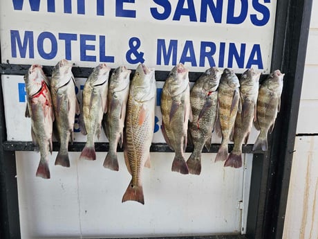 Black Drum, Redfish Fishing in Port Isabel, Texas
