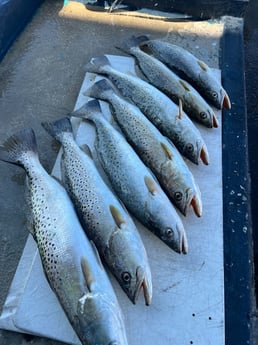 Speckled Trout Fishing in Tarpon Springs, Florida